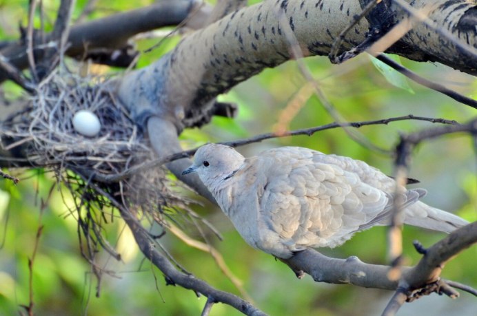 Кольчатая Горлица птенцы