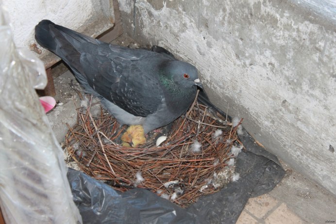 Птица Горлица обыкновенная