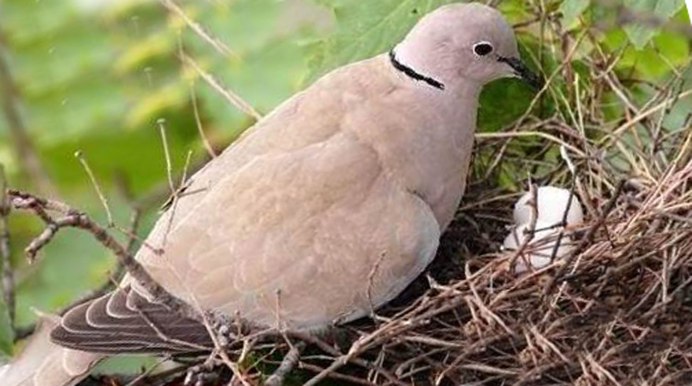 Горлица обыкновенная яйца