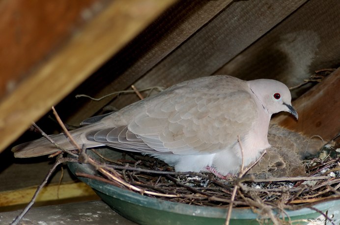 Горлица малая альбинос