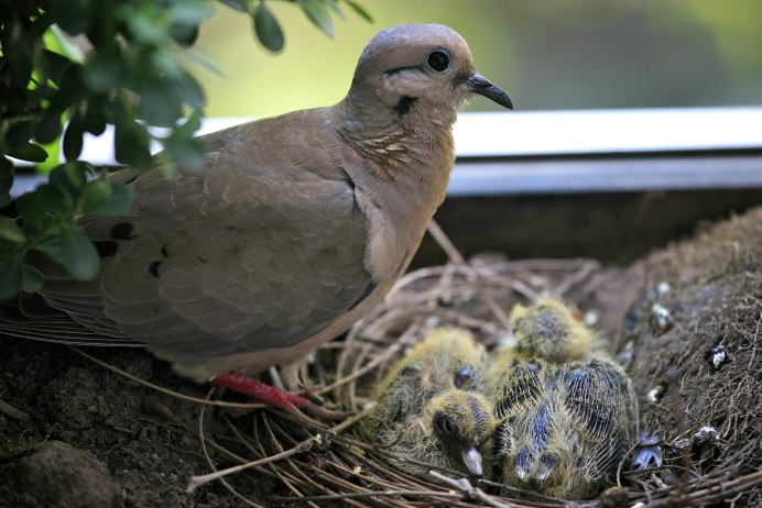 Гнезда птиц в городе