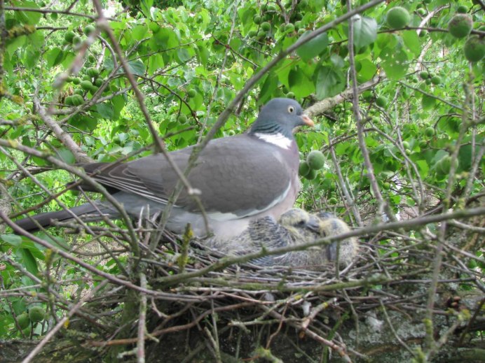 Гнездо вяхиря