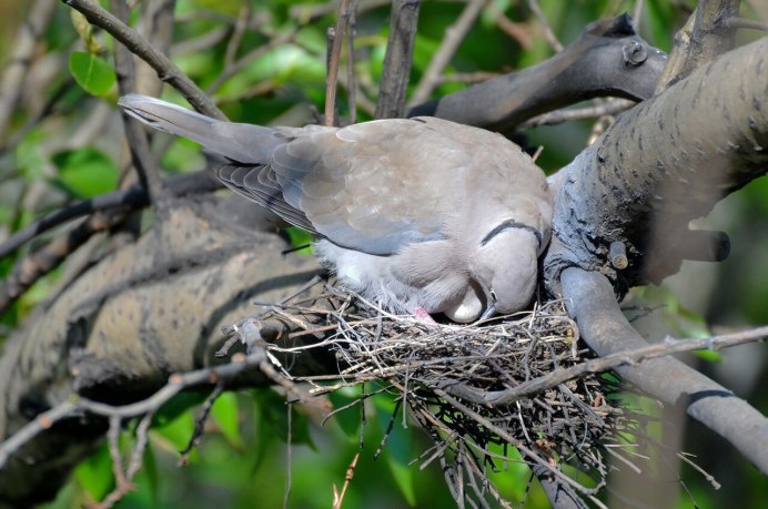 Сенегальская Горлица
