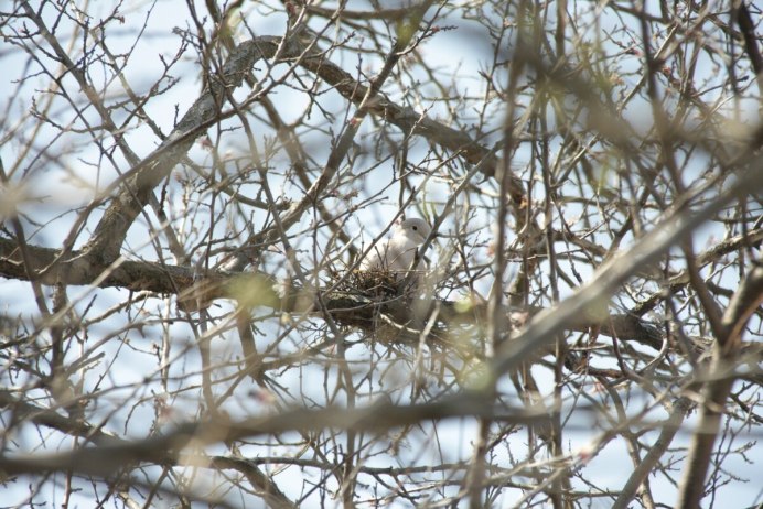 Горлица размножение