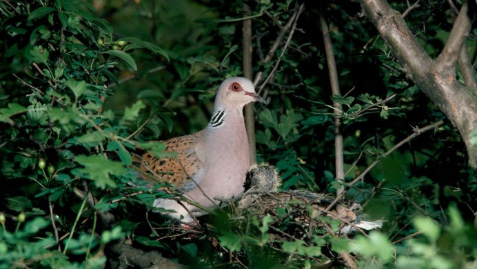 Голубиное гнездо на балконе