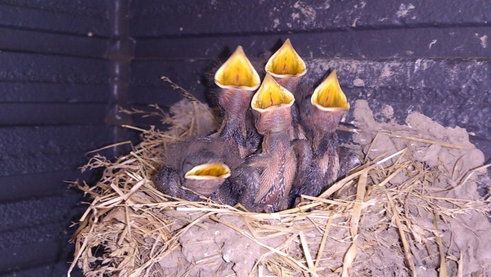 Дикие голуби Горлинка