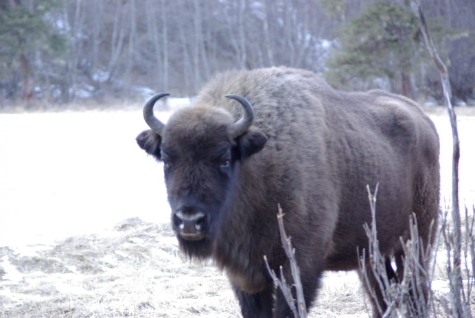 Bison bonasus caucasicus