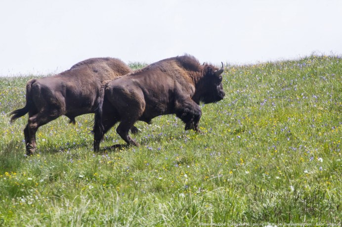 Bison Bison athabascae