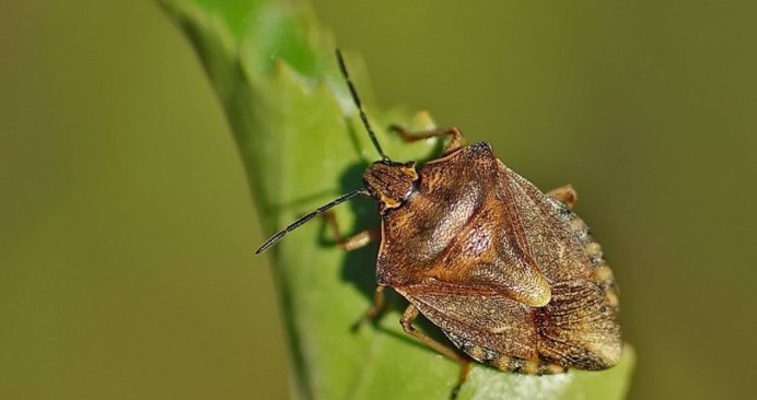 Клоп Podisus maculiventris