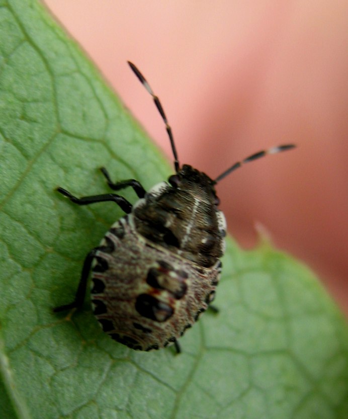 Клоп охотник (Nabidae)