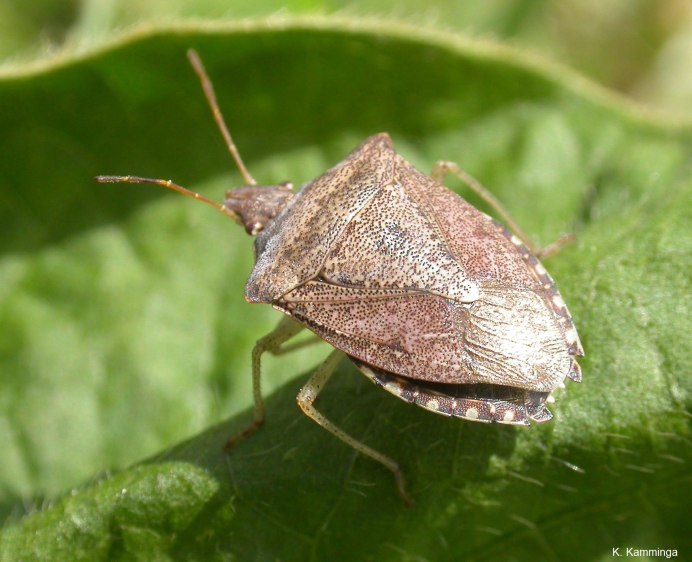 Halyomorpha halys самец