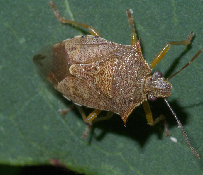 Коричнево-мраморный клоп (Halyomorpha halys)