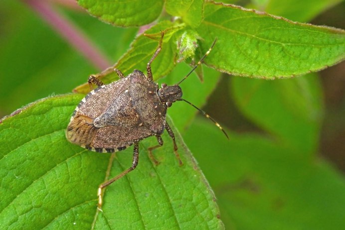 Постельный клоп (Cimex lectularius)