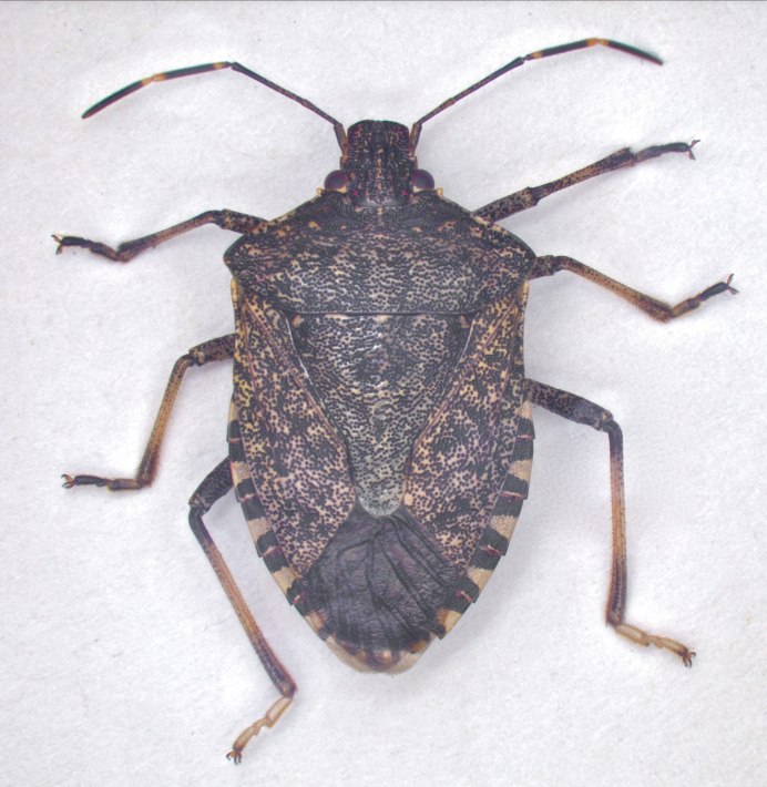 Нимфа клопа Halyomorpha halys