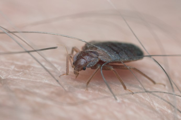 Halyomorpha halys