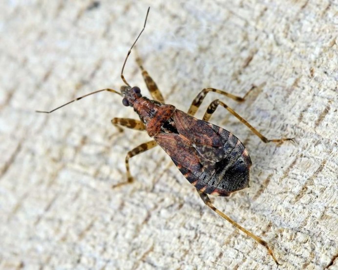 Dolycoris baccarum