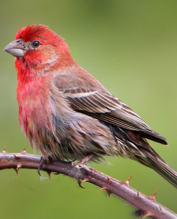 Сибирская чечевица Вьюрковые