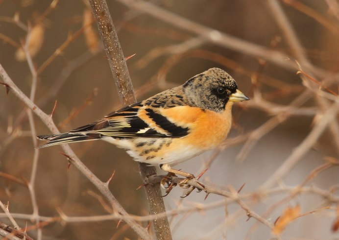 Зяблик птичка певчая