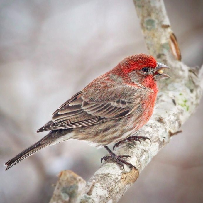 Великолепный вьюрок