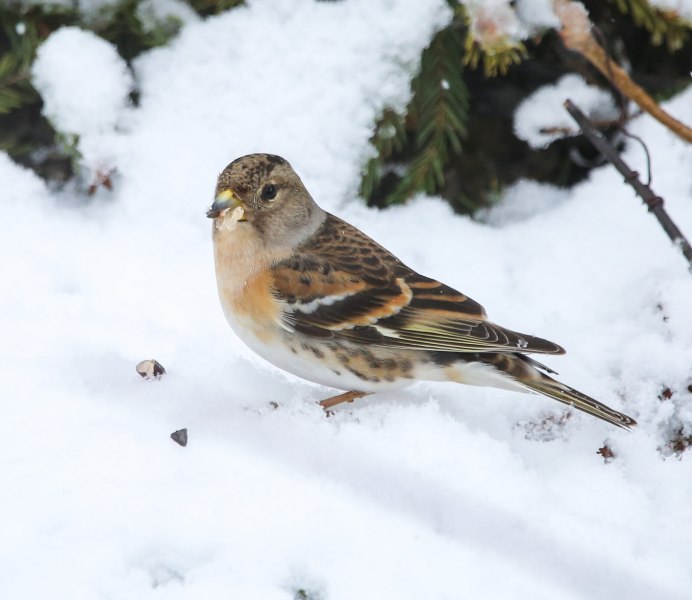 Великолепный вьюрок