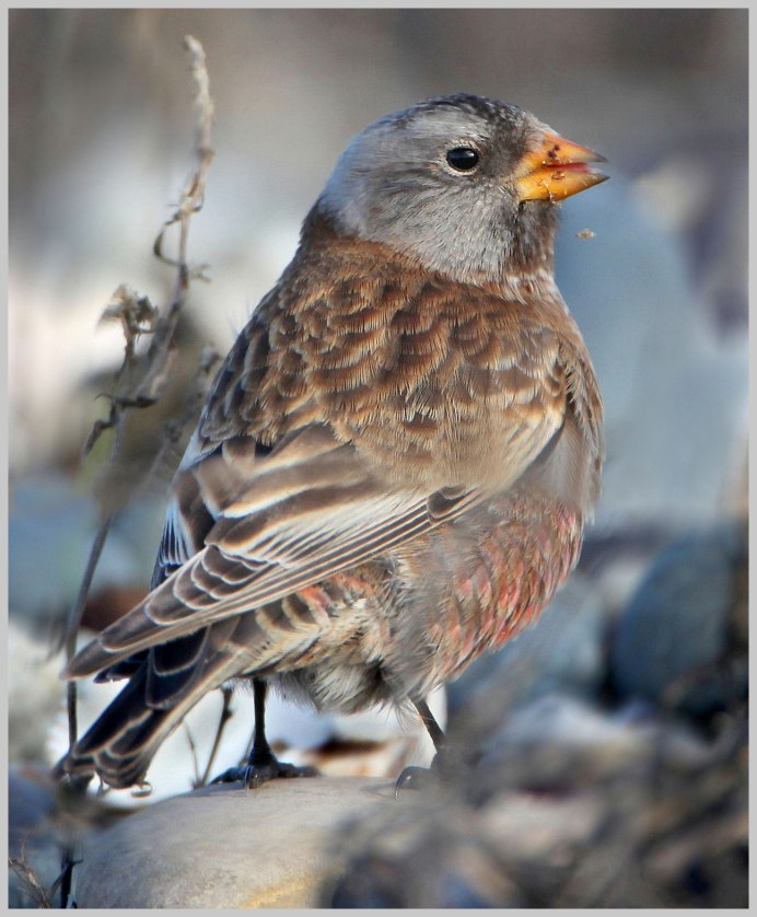 Кубинский вьюрок