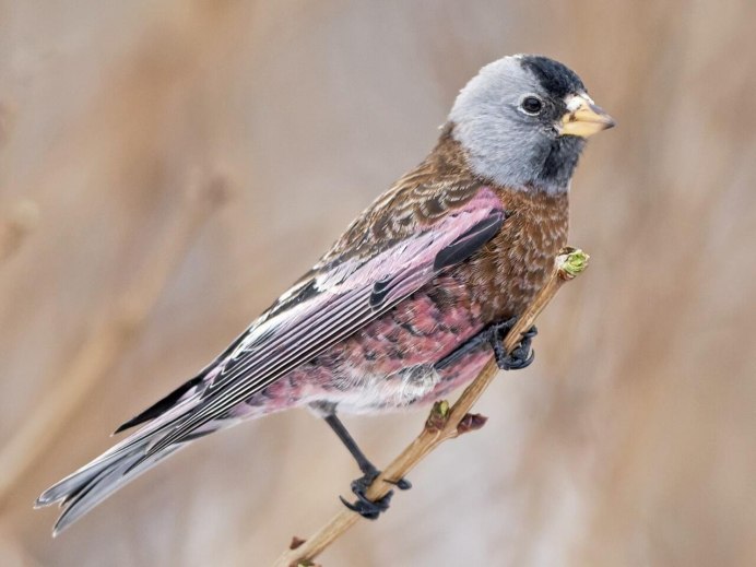 Вьюрок Вьюрковые