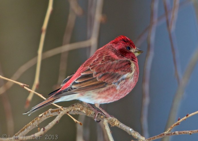 Птички Вьюрковые