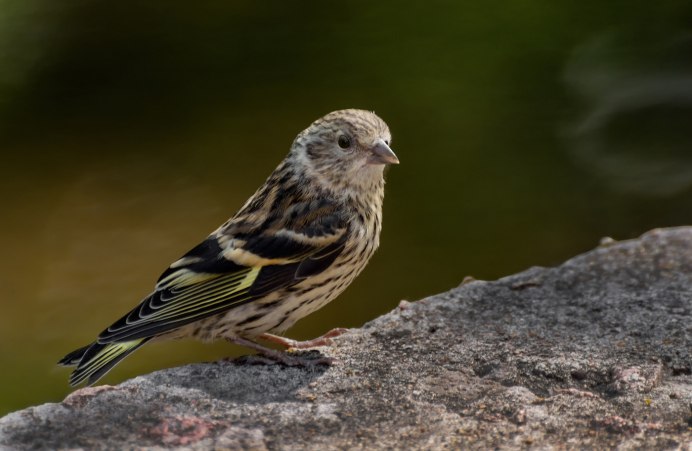 Kicau Cuban Finch