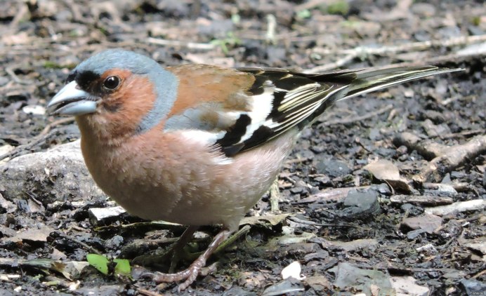 Carpodacus mexicanus