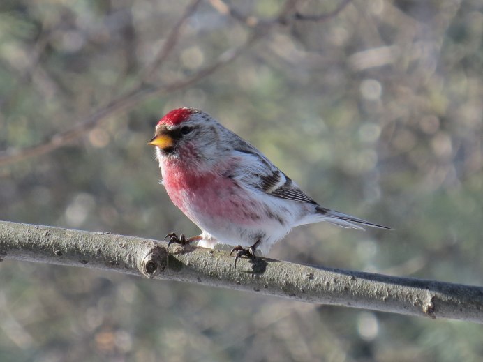 Тундряная чечётка