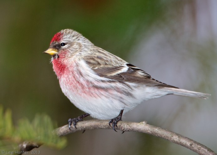 House Finch птица
