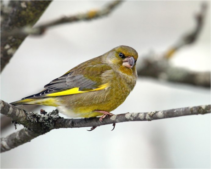 Отряд воробьиные семейство вьюрковых