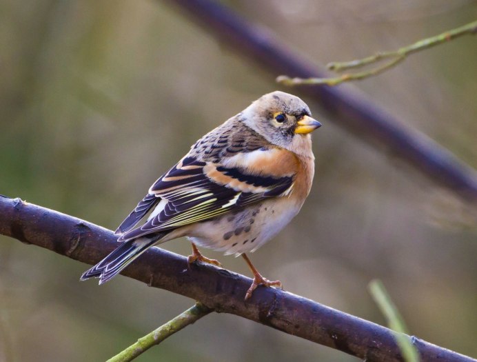 Зяблик (fringílla COÉLEBS)