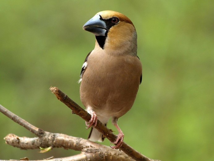 Юрок (fringilla montifringilla)