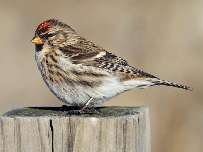 Краснобровый астрильд