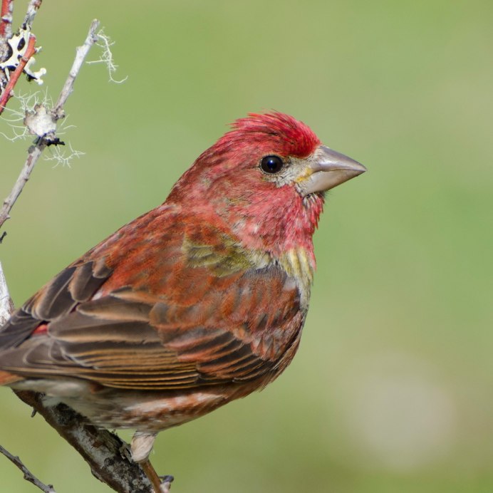 Юрок вьюрок