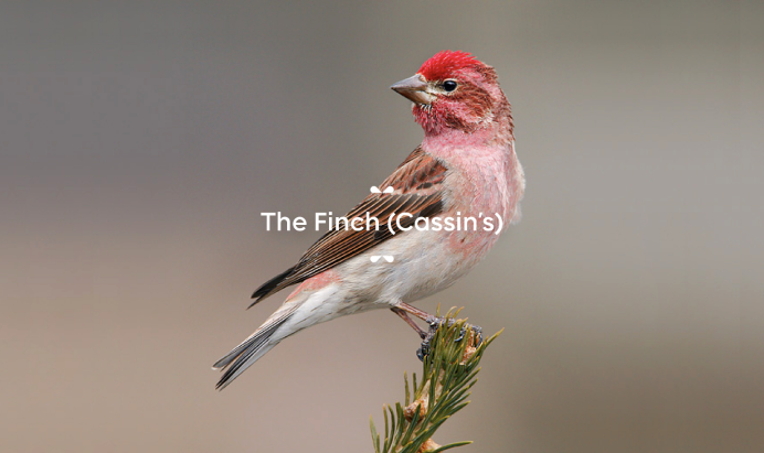 Тигровый астрильд птицы