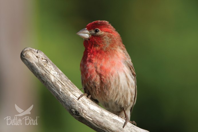 Зебровый Ткачик