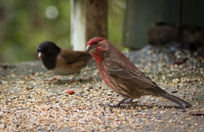 Разноцветная птичка из вьюрковых 5