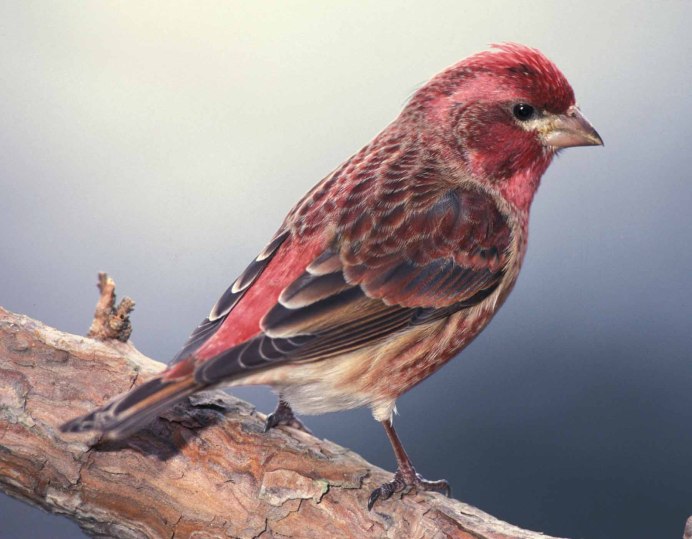 Семейство: Вьюрковые (Fringillidae)