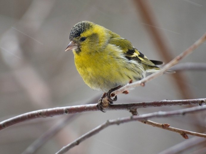 Пурпурный Финч