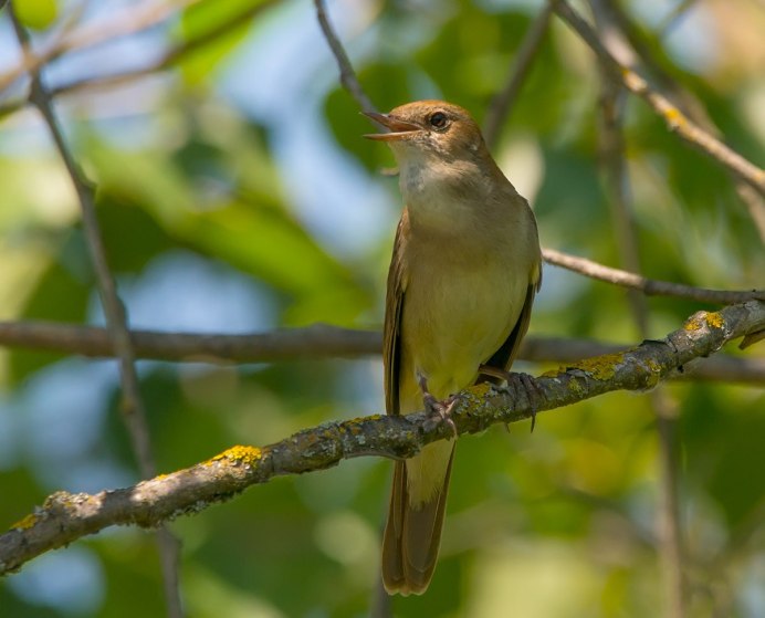 Соловей-красношейка Luscinia Calliope