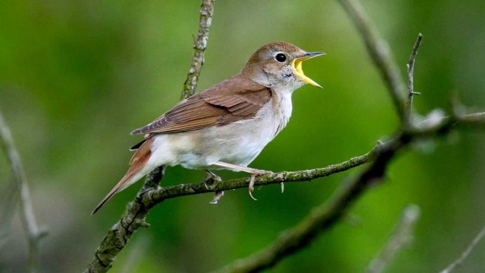 Соловей-красношейка Luscinia Calliope