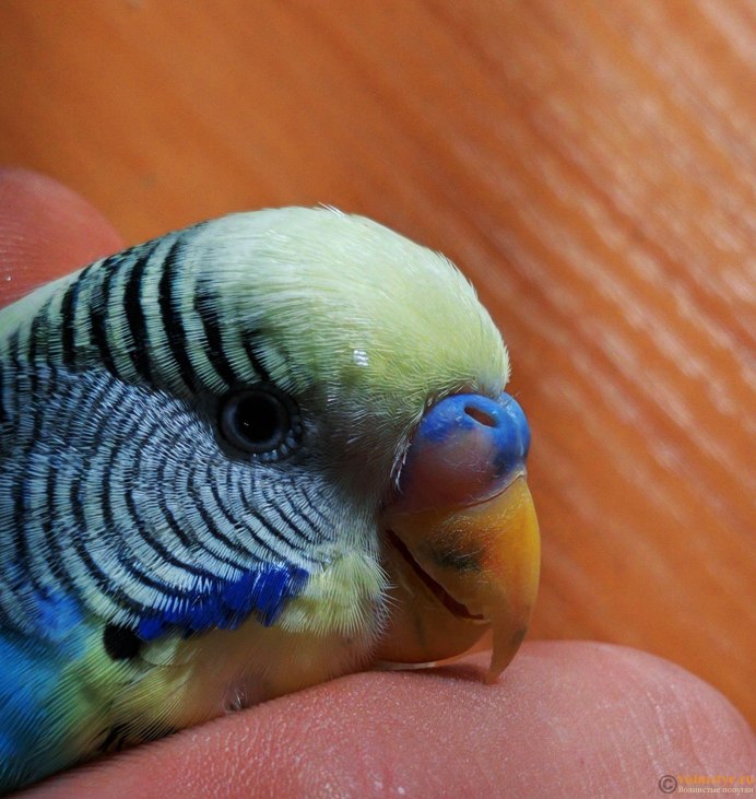 Цвет восковицы у волнистых попугаев