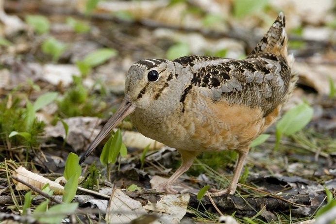 Кроншнеп средний – Numenius phaeopus