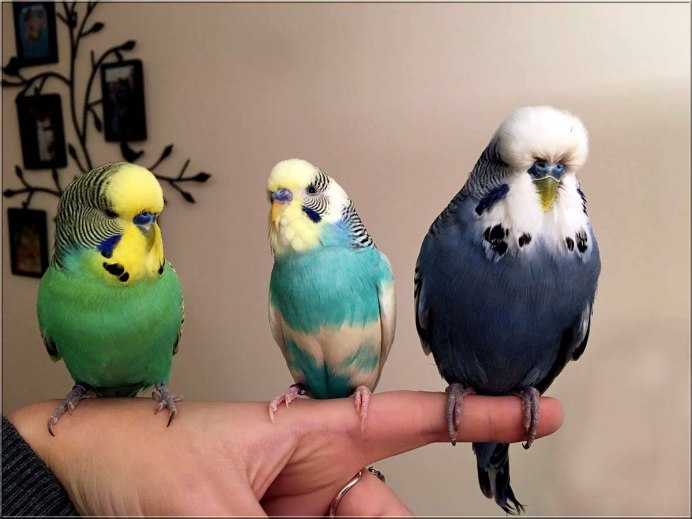 Green Cheek Conure попугай