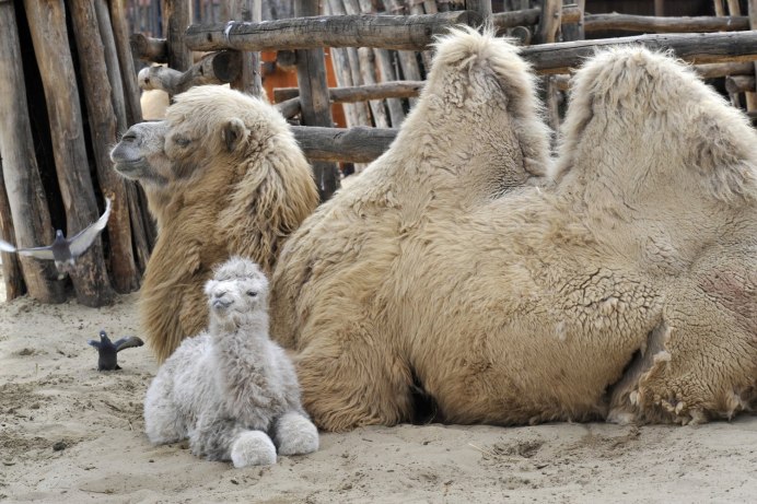 Camel (4 штуки)