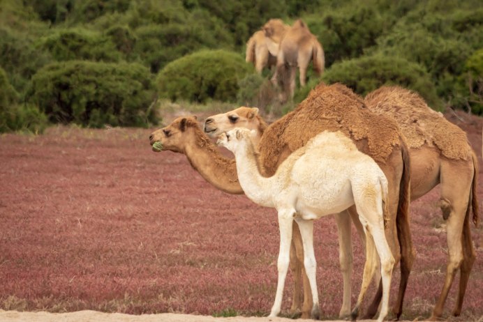 Baby Camel
