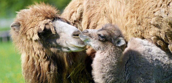 Маленькие верблюжата малыши