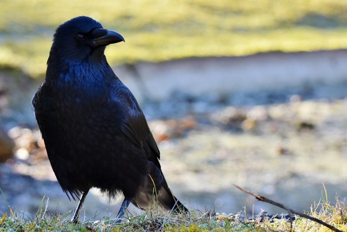 Грач Пархач